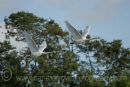 Mute Swans in flight.